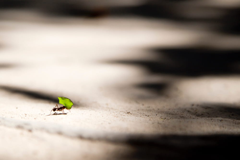 Ant and leaf